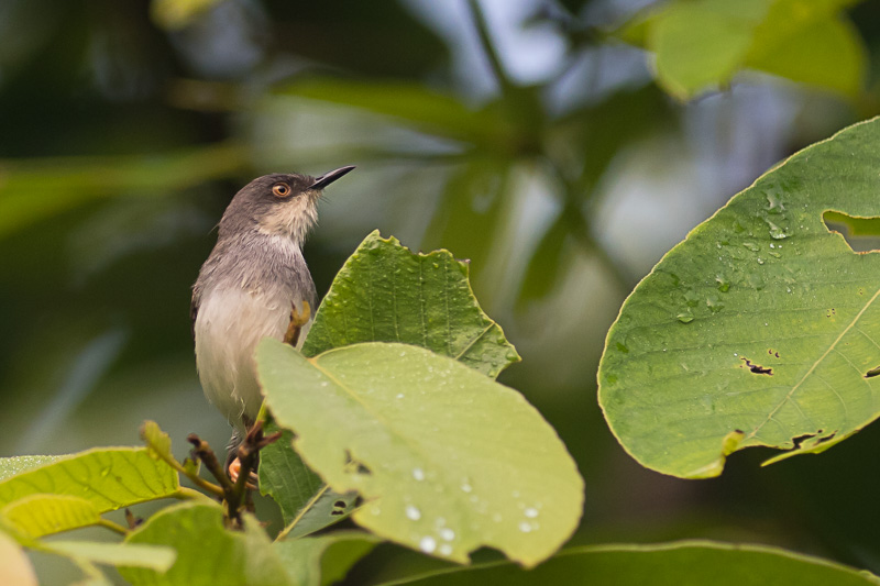 Grijsborstprinia